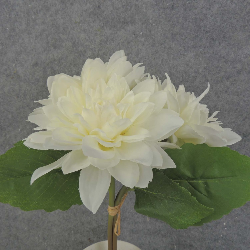 DAHLIA BUNDLE X3 11" 4"dia  CREAM/WHITE