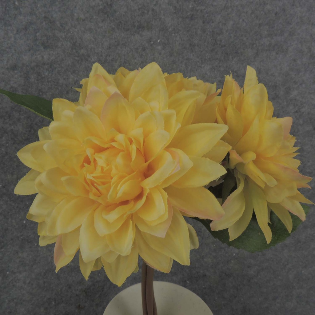 DAHLIA BUNDLE X3 11" 4"dia  YELLOW