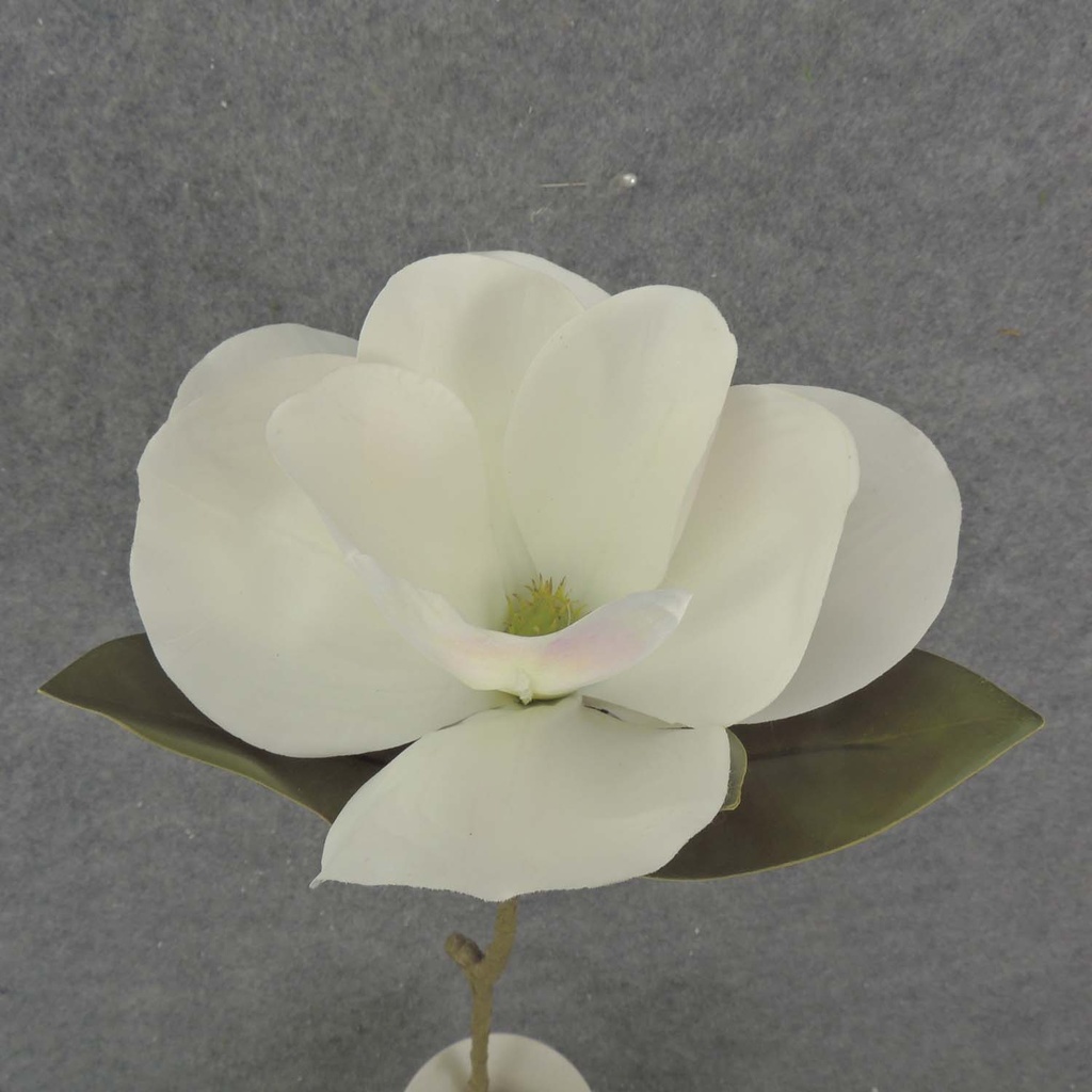 MAGNOLIA STEM 26" 5x5" BLM     