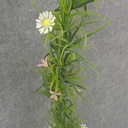WILD FLOWER GARLAND 6' PLASTIC