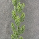 HOPS GARLAND DUSTY GREEN 6' PLASTIC