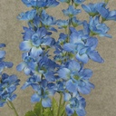 DELPHINIUM BUSH X5 28" BLUE