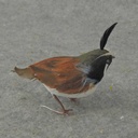 3" FEATHERED CALIFORNIA QUAIL