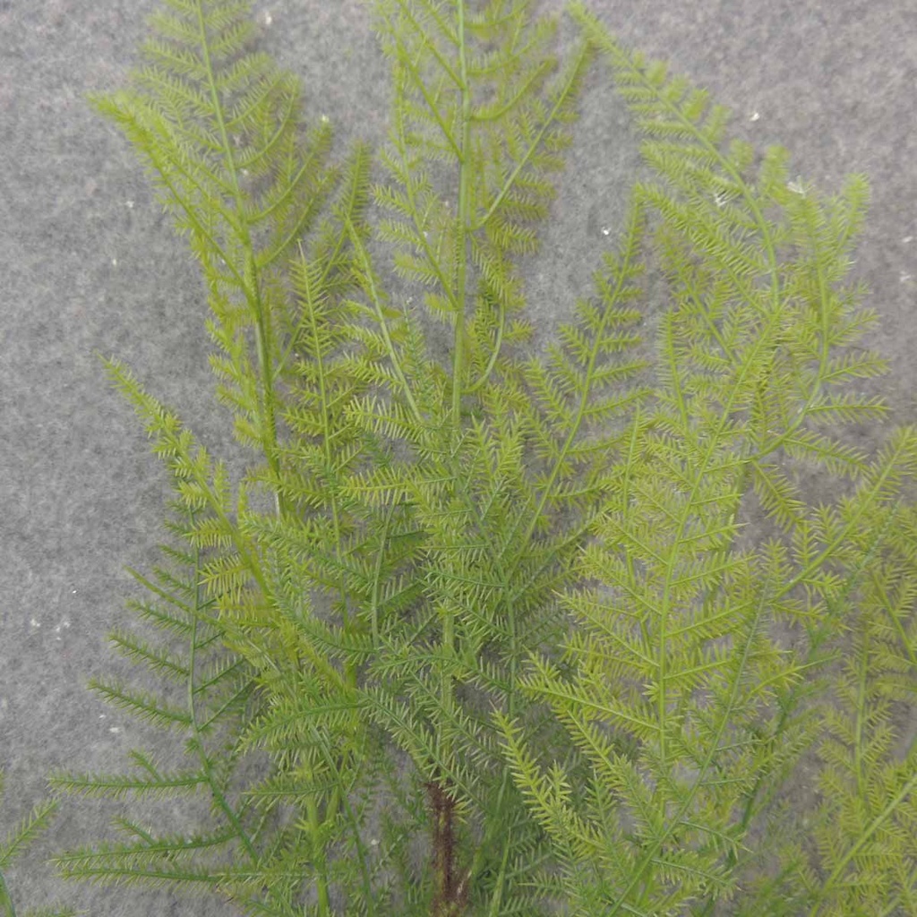 ASPARAGUS FERN SPRAY 33" GREEN 