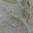 EUCALYPTUS SPRAY 38&quot; FROSTED GREEN