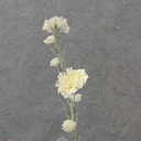 CARNATION BUNDLE 27" (3/BDL) WHITE