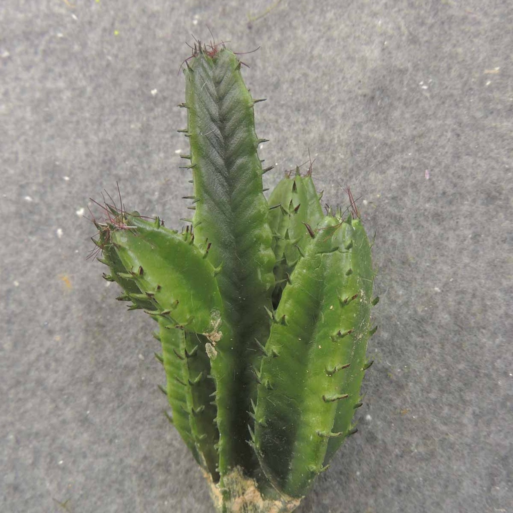 CACTUS PICK 8.25" GREEN 