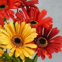 GERBERA DAISY BUSH X10