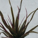 ALOE PICK 11"          BROWN