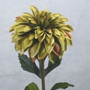 DAHLIA SPRAY 25"      GREEN