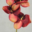 PHALAENOPSIS X9 32"  BURGUNDY