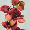 PHALAENOPSIS X9 32"  BURGUNDY