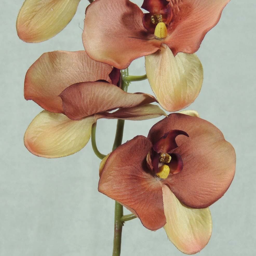 PHALAENOPSIS X9 32"  DK. MAUVE