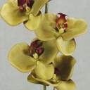 PHALAENOPSIS X9 32"    GREEN