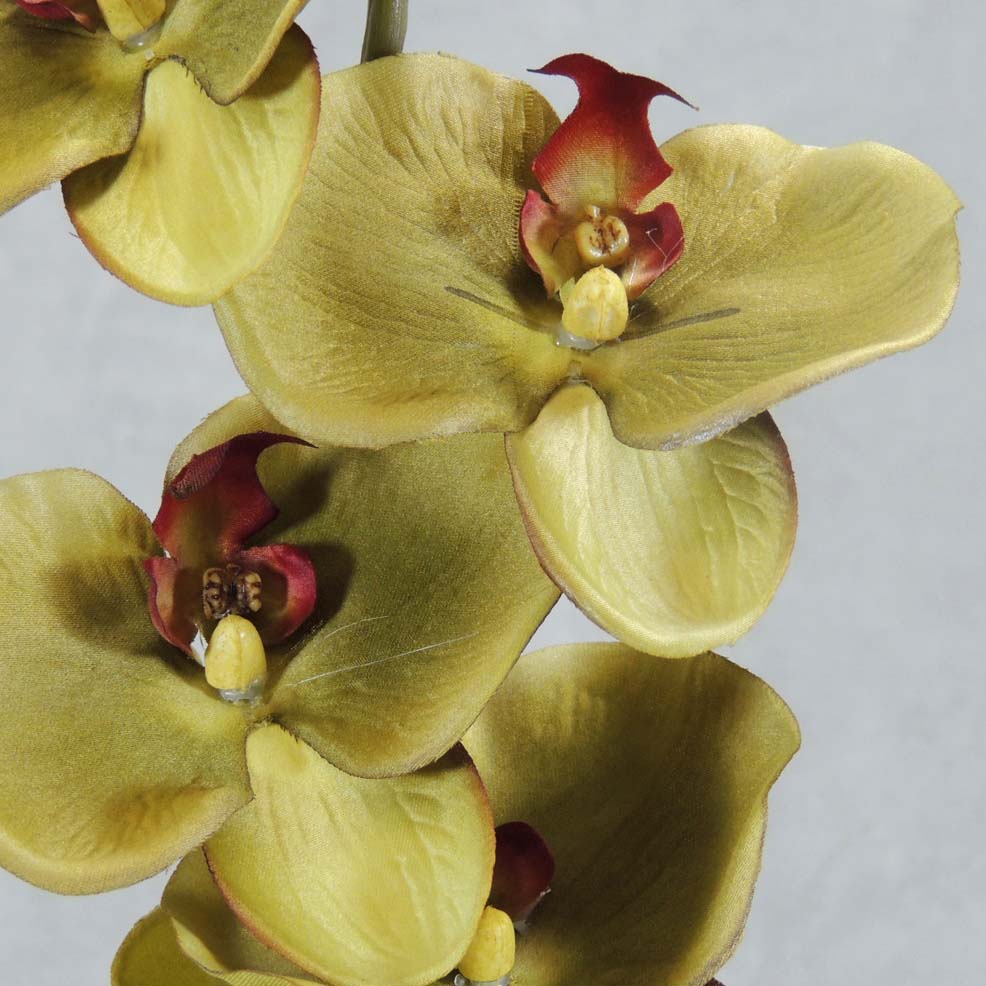 PHALAENOPSIS X9 32"    GREEN