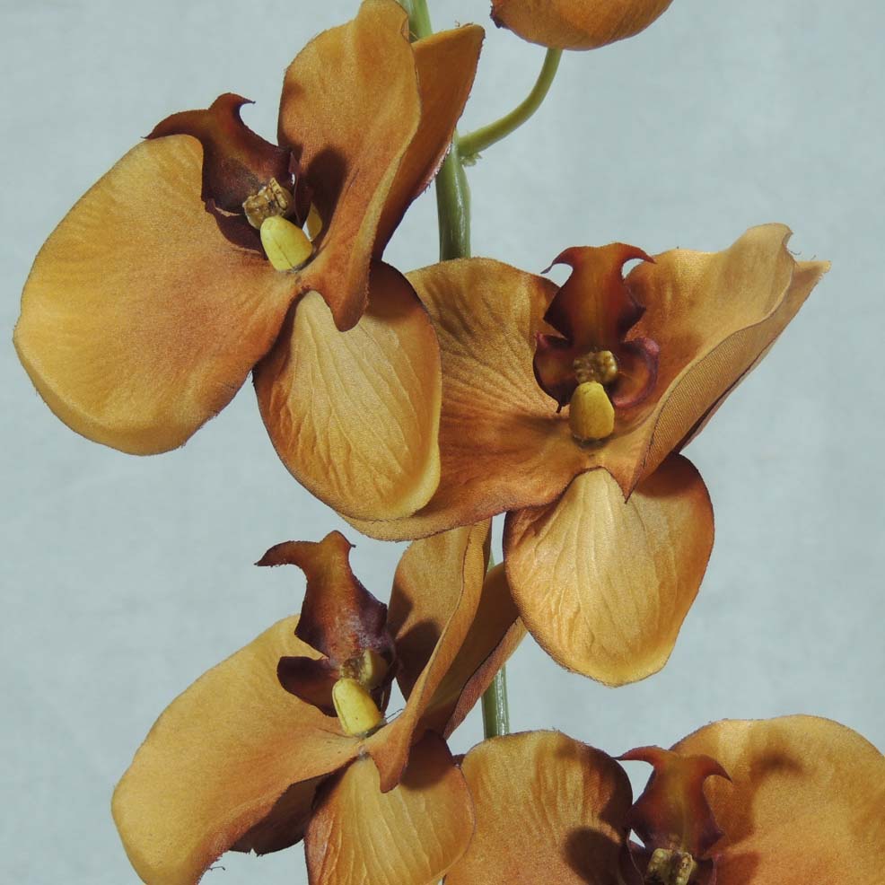 PHALAENOPSIS X9 32"   LT. BROWN