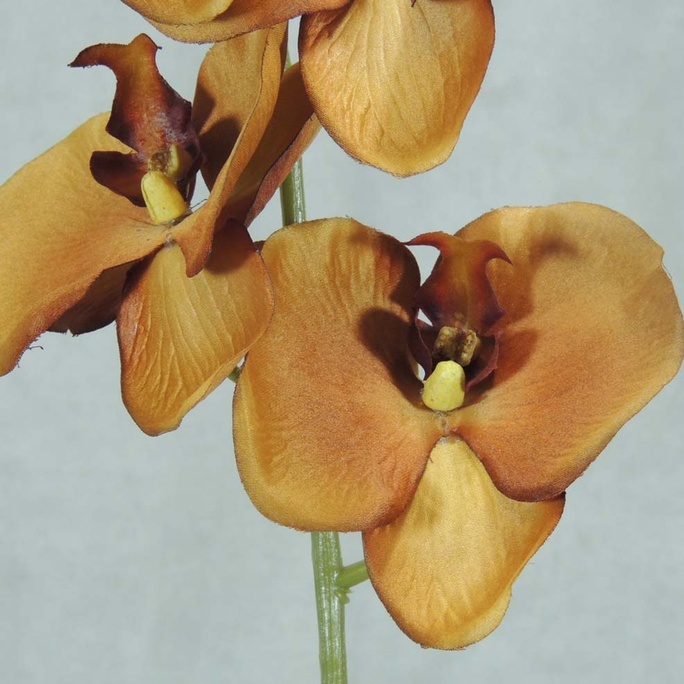 PHALAENOPSIS X9 32"   LT. BROWN