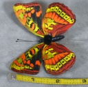 3.25&quot; PRINTED BUTTERFLY (8 PER BOX)