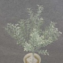 TEA LEAF BUSH 14" X7 DUSTY