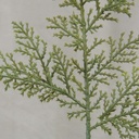 CEDAR PICK X1 11" GREEN (12/BG)