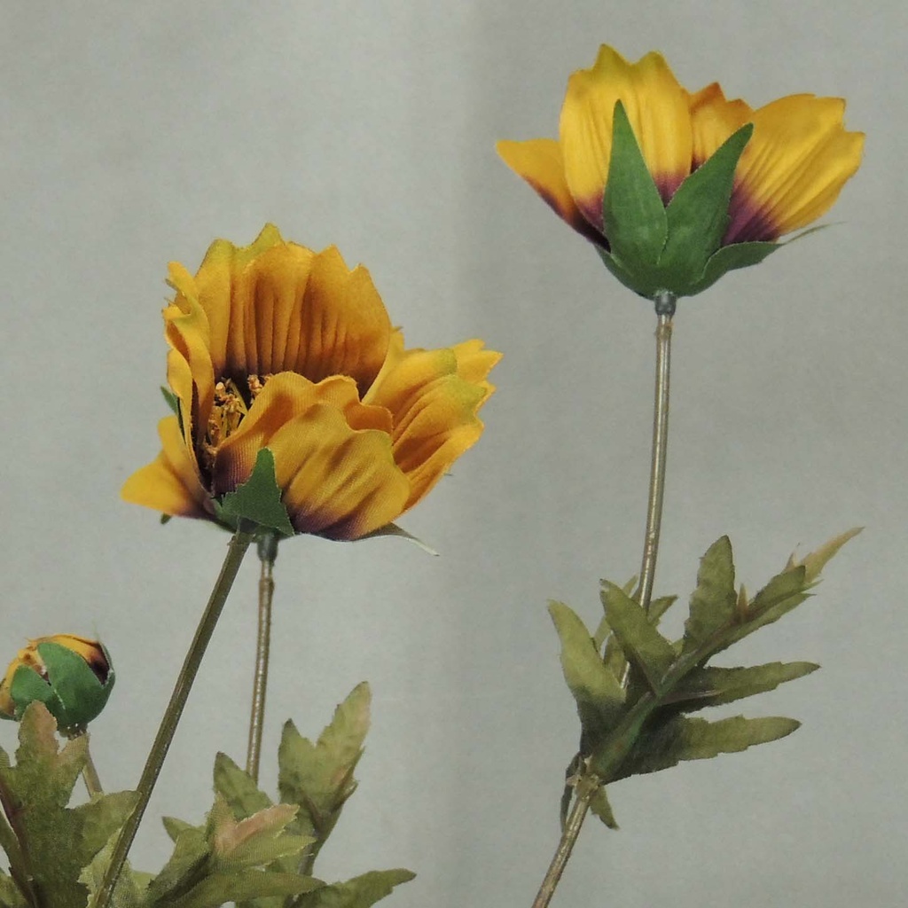 COSMOS SPRAY X3 (3/BUNDLE) 33"  MUSTARD