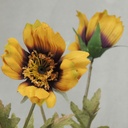 COSMOS SPRAY X3 (3/BUNDLE) 33"  MUSTARD