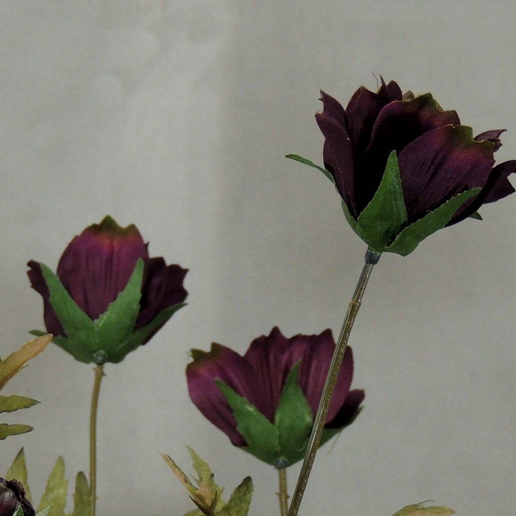 COSMOS SPRAY X3 (3/BUNDLE) 33"  PURPLE
