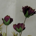 COSMOS SPRAY X3 (3/BUNDLE) 33"  PURPLE