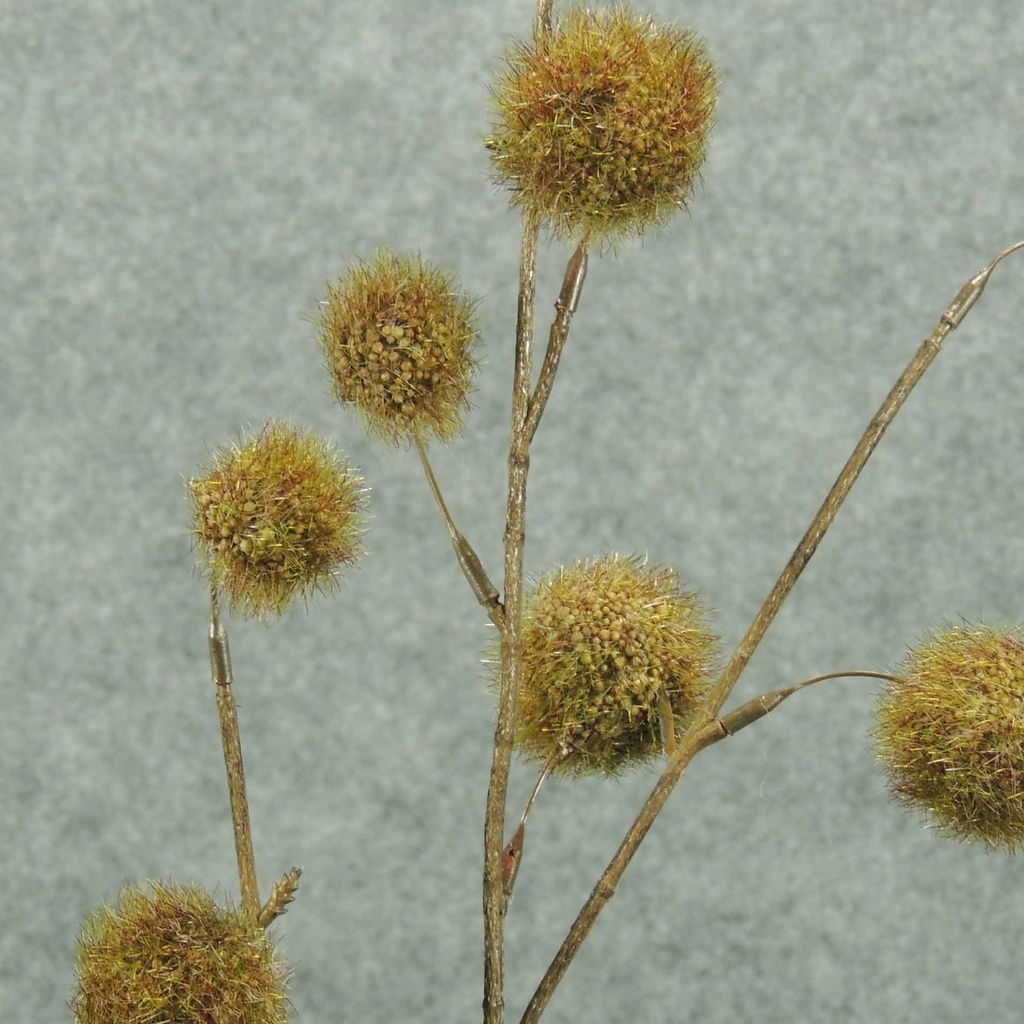 FUZZY BALL SPRAY X3 31&quot;  GREEN