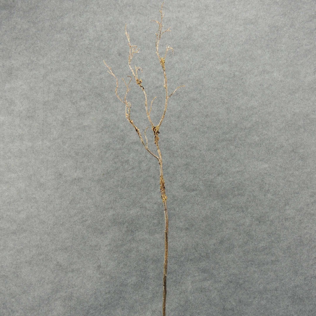 TWIG DRY SPRAY X3 34" W/BARK