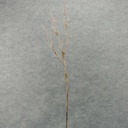 TWIG DRY SPRAY X3 34" W/BARK