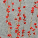 BERRY FUZZY BUSH X3 34&quot; W/BROWN STEM