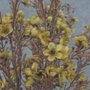 WAX FLOWER BUSH X9   18" (BROWN STEM)  GREEN