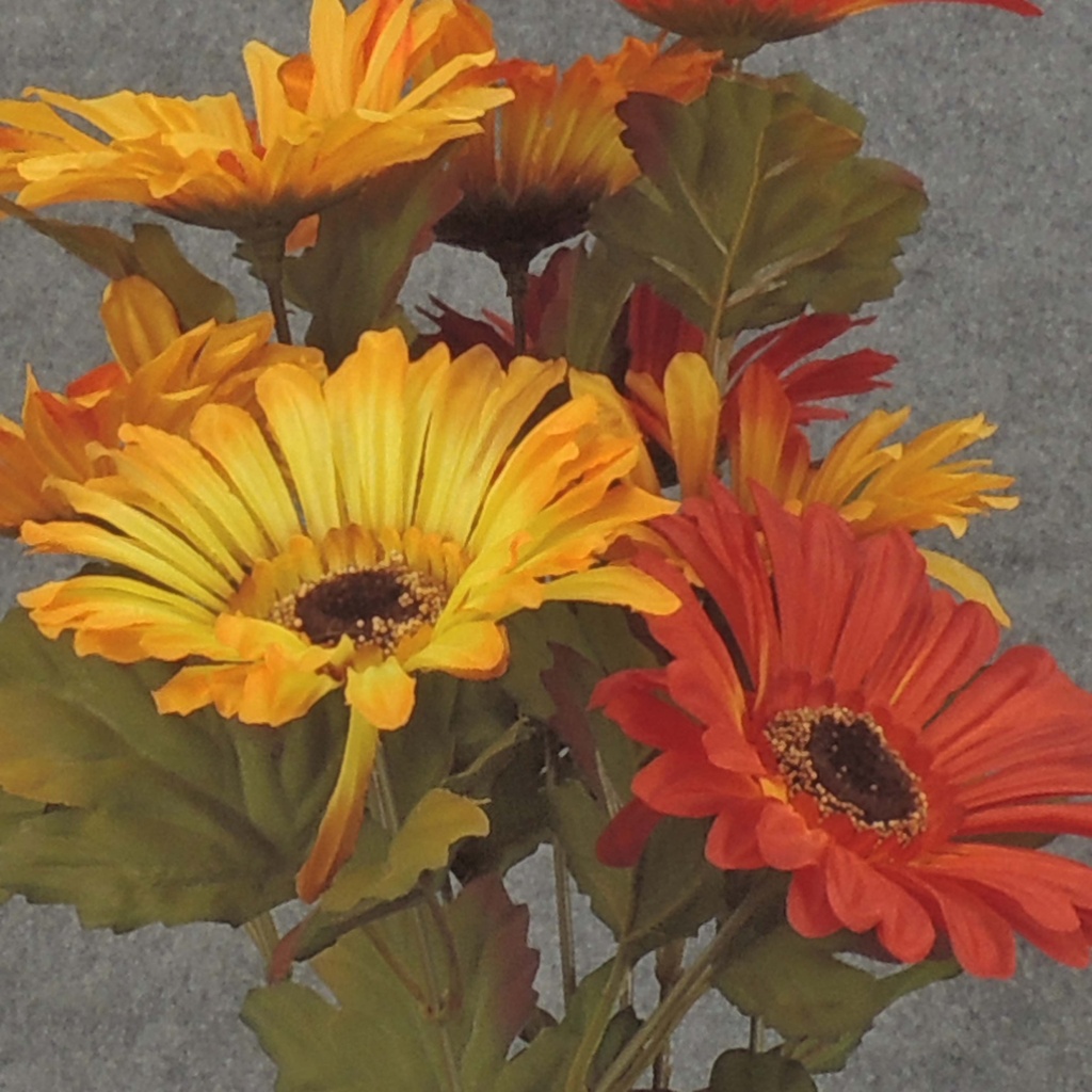 GERBERA BUSH X9 19" AUTUMN MIX