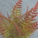 FERN BUSH MINI X7 13" PLASTIC