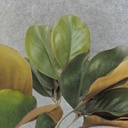 MAGNOLIGA LEAF BUSH X4 18"