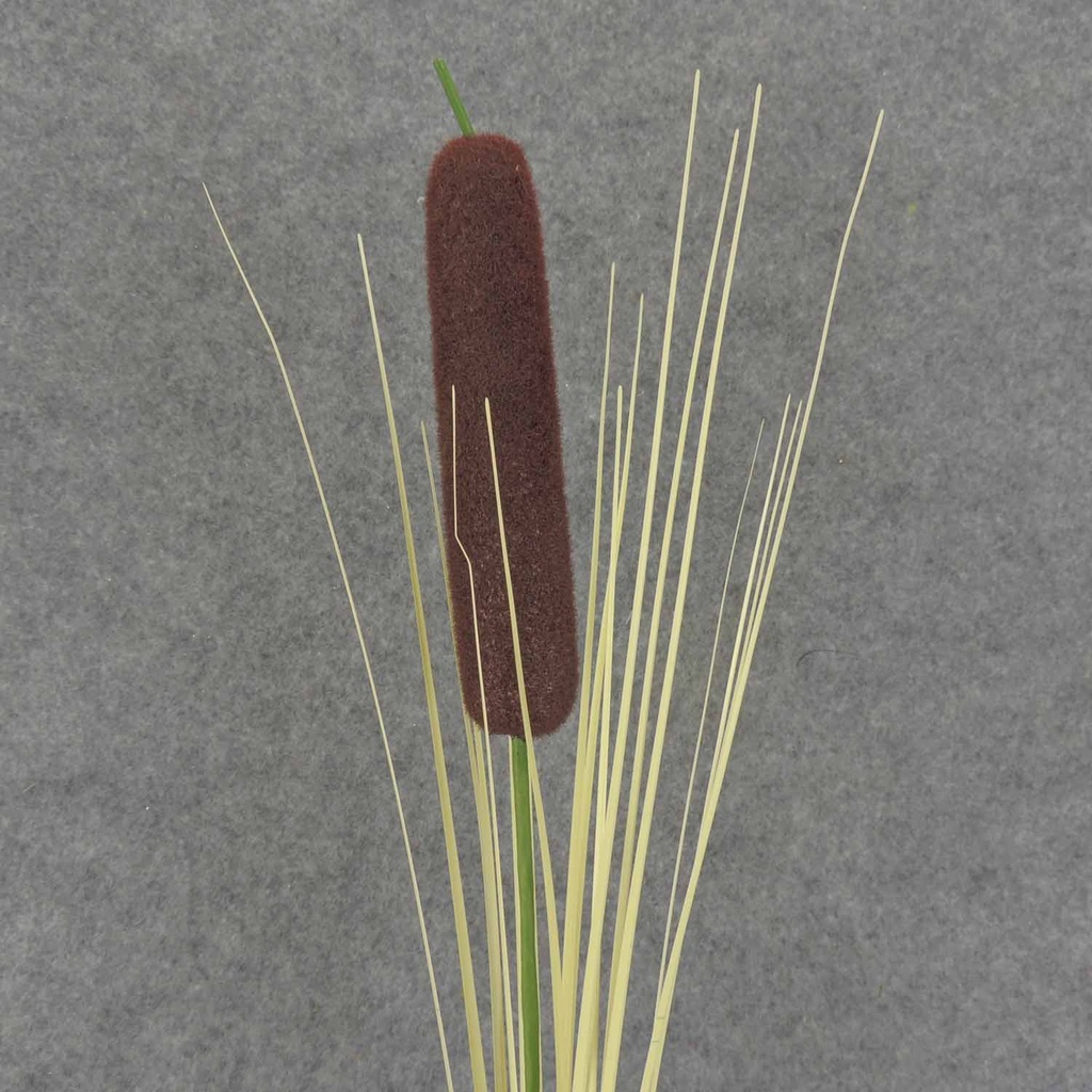 CATTAIL SPRAY 32&quot; 12/BAG 1x5&quot;ct