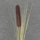 CATTAIL SPRAY 32&quot; 12/BAG 1x5&quot;ct