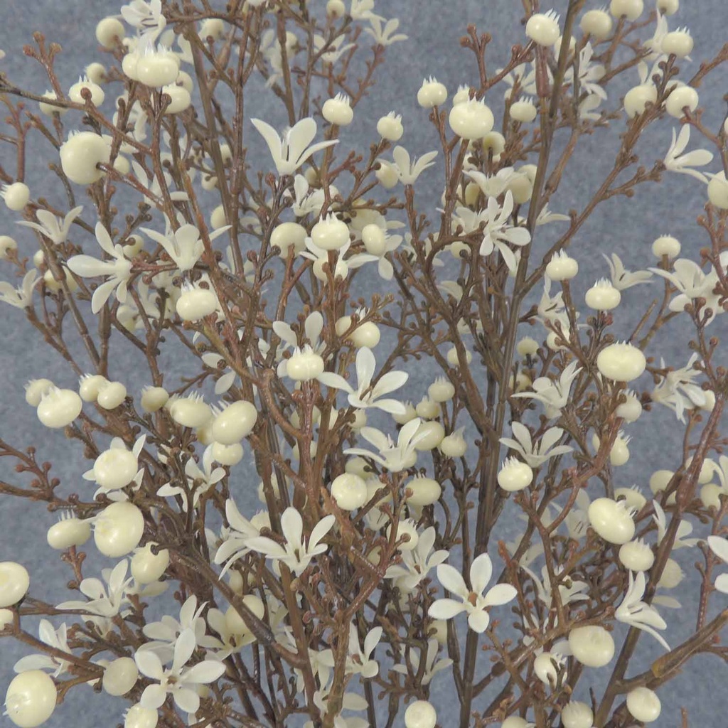 BERRY/WAXFLOWER BUSH X7 21" O.D.  CREAM