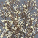 BERRY/WAXFLOWER BUSH X7 21" O.D.  CREAM