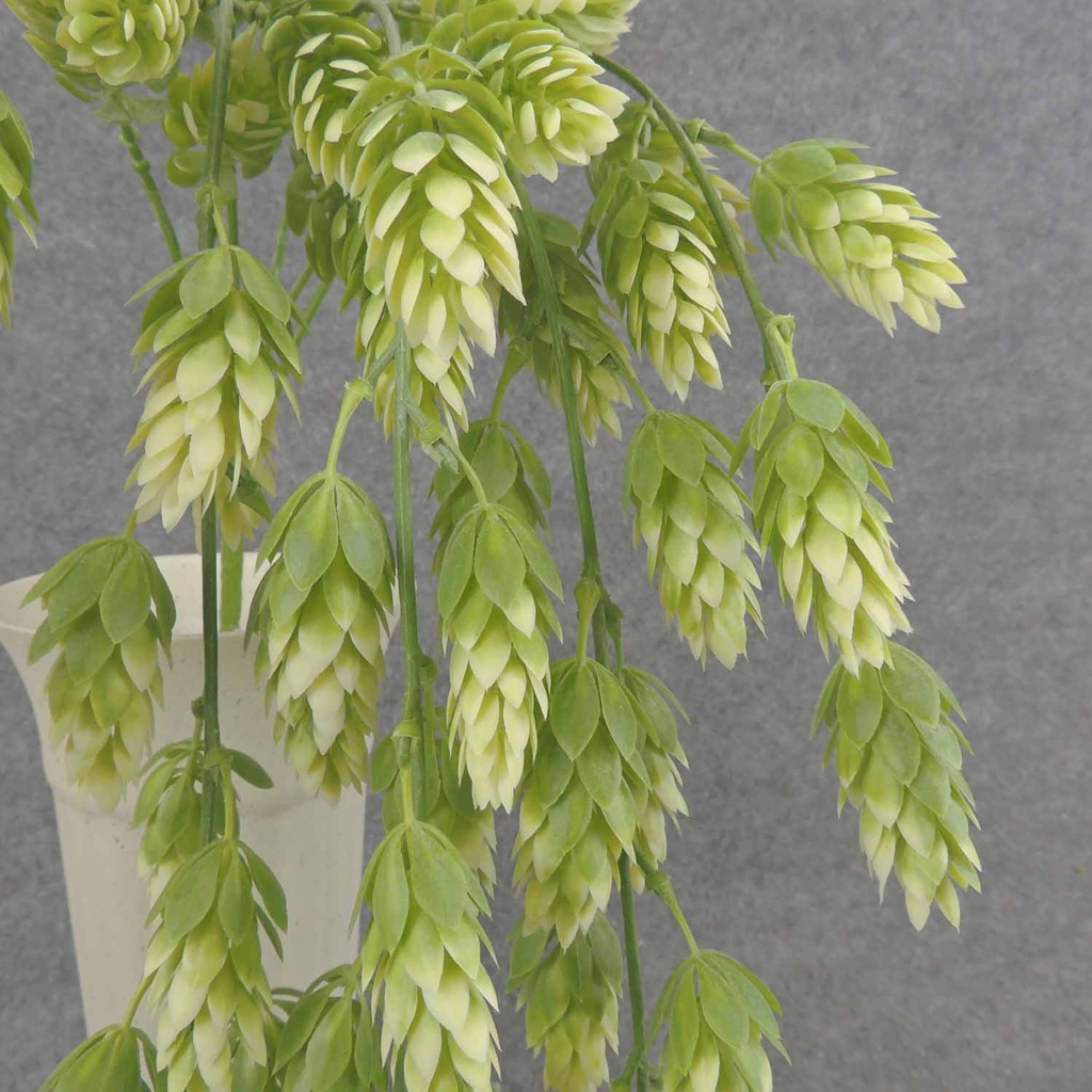 HOPS HANGING BUSH X5 31"  CREAM/GREEN