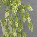 HOPS HANGING BUSH X5 31"  CREAM/GREEN