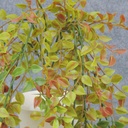 LEAF HANGING BUSH X3 31&quot;  GREEN/RED