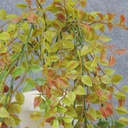 LEAF HANGING BUSH X3 31"  GREEN/RED