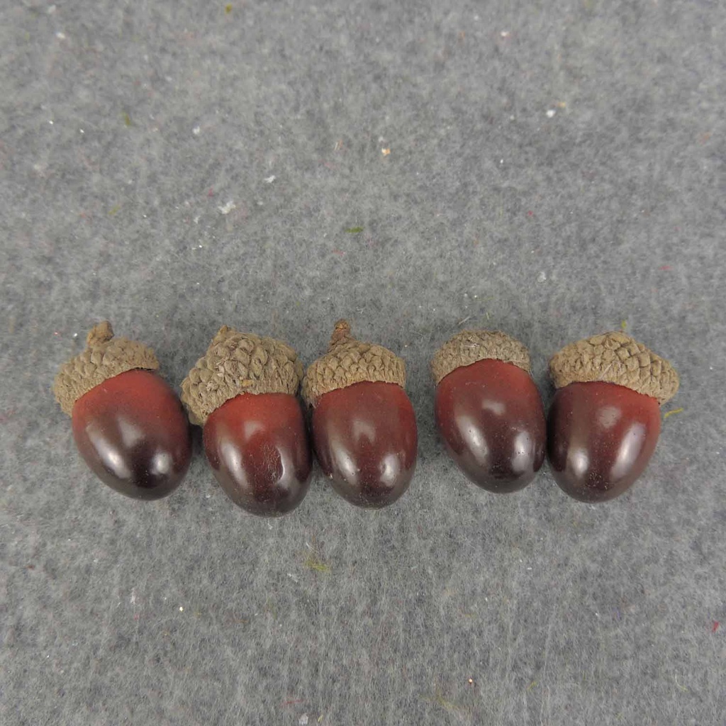 ACORNS 1.25" BROWN (72/BOX)