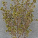 BLOSSOM/BERRY BUSH 20" GREEN