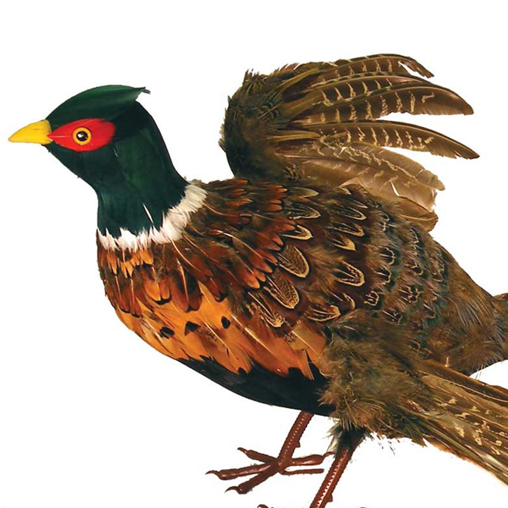 30" FLYING MALE PHEASANT FEATHERED