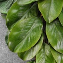 MAGNOLIA LEAF TEARDROP 26&quot;