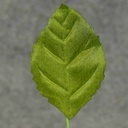 LEAVES CORSAGE SMALL GREEN (100/BAG)
