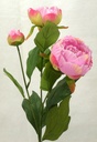 PEONY SPRAY X2 BLMS X1 BUD  PINK